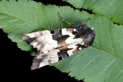 白斑衫夜蛾 Phlogophora albovittata 雄蟲