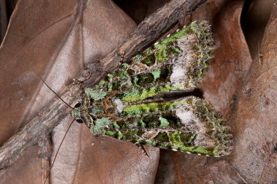 綠類錦夜蛾 Euplexidia pallidivirens 雄蟲
