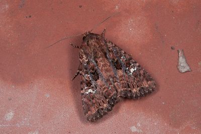 臺灣三星棕夜蛾 Feliniopsis tripunctata 雄蟲