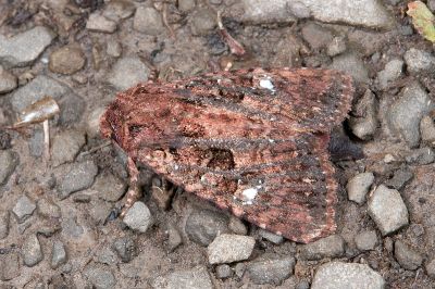 臺灣三星棕夜蛾 Feliniopsis tripunctata 雄蟲