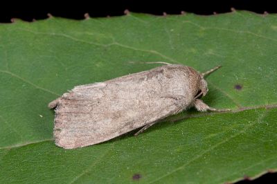 隱紋斜紋夜蛾 Spodoptera cilium 雄蟲