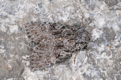 灰曇夜蛾 Mniotype aulombardi 雄蟲