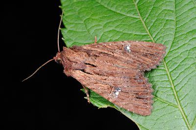 水秀夜蛾 Apamea aquila substriata 雄蟲