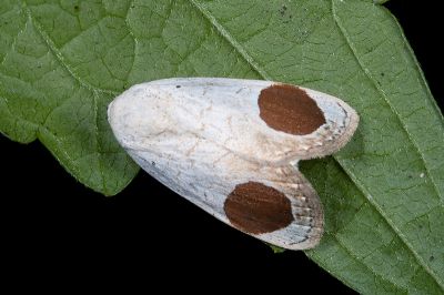丹日明夜蛾 Sphragifera sigillata taimacula 雄蟲