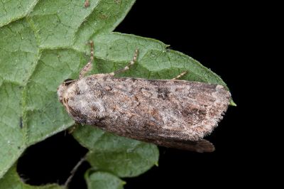 劍斜紋夜蛾 Spodoptera mauritia 雌蟲