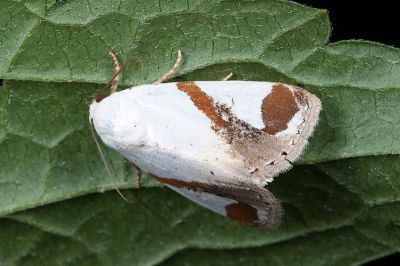 日月明夜蛾 Sphragifera biplagiata 雄蟲