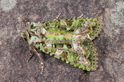 綠類錦夜蛾 Euplexidia pallidivirens 雄蟲