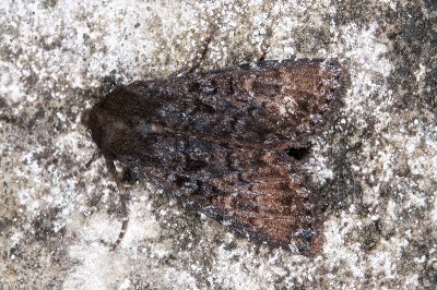 臺灣秀夜蛾 Apamea taiwana
