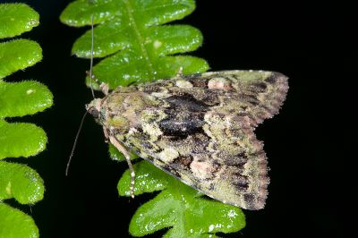 霉裙劍夜蛾 Olivenebula oberthueri 雌蟲
