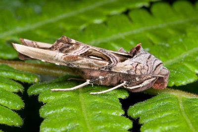 棍棒衫夜蛾 Phlogophora clava 雌蟲