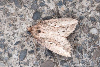 眉夜蛾 Mesocrapex punkikonis 雄蟲