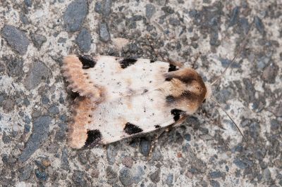 臺兜夜蛾 Taiwanacosmia poecila 雌蟲