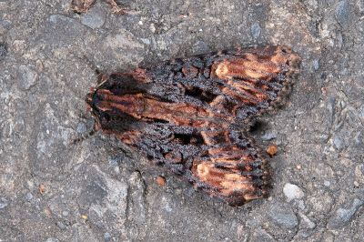 黃褐燃夜蛾 Bornolis flavistigma 雌蟲