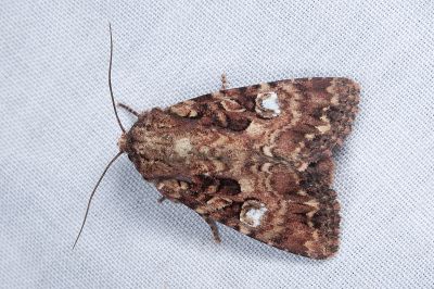 臺灣三星棕夜蛾 Feliniopsis tripunctata 雄蟲