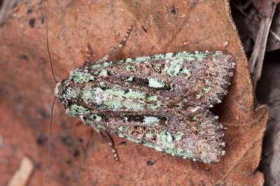 異鄉類錦夜蛾 Euplexidia exotica 雄蟲