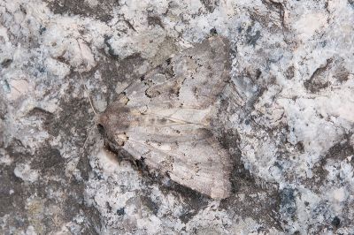灰鉅聲夜蛾 Chortodes cornutifera 雄蟲