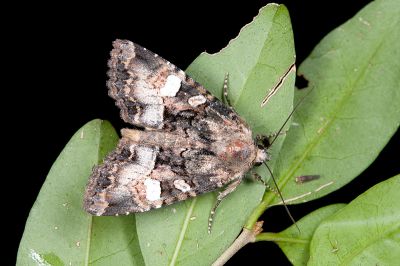 蝦夷帶夜蛾 Triphaenopsis jezoensis 雌蟲
