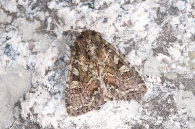 闊翅黃綠緯夜蛾 Atrachea ochrotica