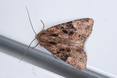 陽秋山夜蛾 Oroplexia erinacea erinacea 雄蟲