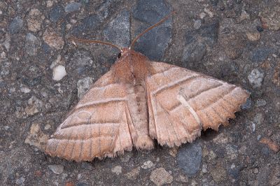 茶褐殿夜蛾 Pygopteryx fulva 雄蟲
