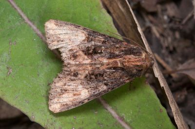 黃褐燃夜蛾 Bornolis flavistigma 雄蟲