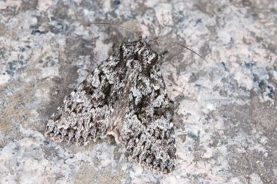 銀輝夜蛾 Blepharita nigrogrisea 雌蟲