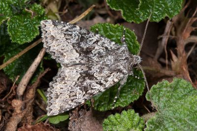 銀輝夜蛾 Blepharita nigrogrisea 雄蟲