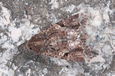 劍斜紋夜蛾 Spodoptera mauritia acronyctoides 雄蟲