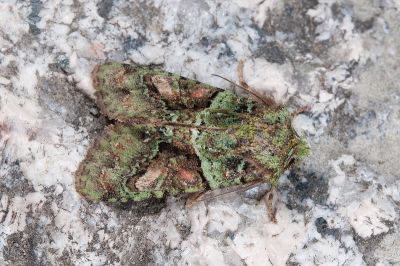 遠藤烏夜蛾 Nyctycia endoi endoi 雄蟲