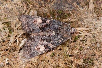 蝦夷帶夜蛾 Triphaenopsis jezoensis 雄蟲