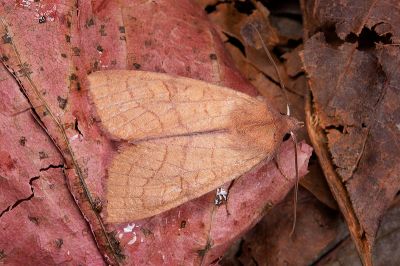 塔塔加秋冬夜蛾 Tiliacea tatachana 雄蟲