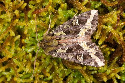 綠鵰夜蛾 Antivaleria viridentata