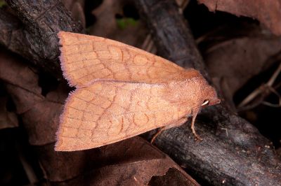 塔塔加秋冬夜蛾 Tiliacea tatachana 雄蟲