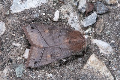 黯赭棕夜蛾 Agrocholorta atrifusa 雄蟲