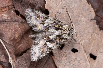 寶島卓夜蛾 Dryobotodes formosanus 雄蟲