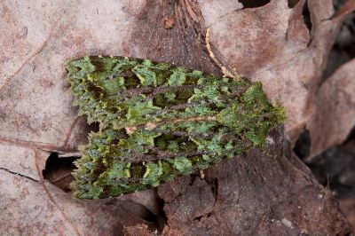 蘚綠鷹夜蛾 Potnyctycia nemesi 雄蟲