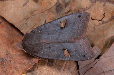 方腎棕夜蛾 Agrocholorta albirena chihtuana 雄蟲