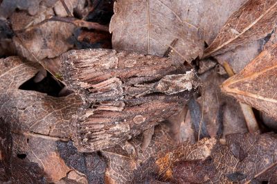 翼紋木理夜蛾 Dipterygina cupreotincta 雄蟲