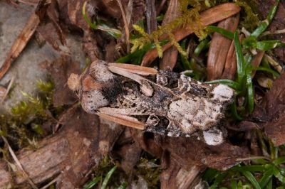 合歡曲翼夜蛾 Teratoglaea hohuanshanensis 雄蟲