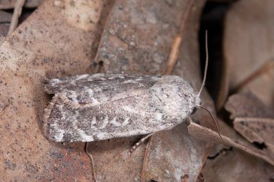 瑪瑙兜夜蛾 Cosmia achatina 雄蟲