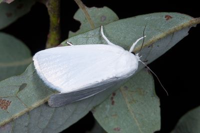 Chasminodes pseudalbonitens 雄蟲
