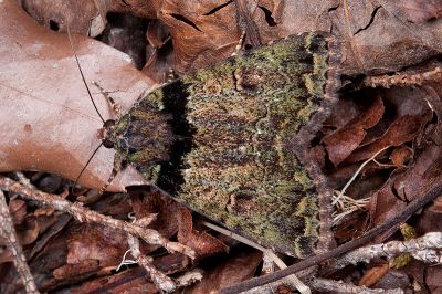 霉裙劍夜蛾 Olivenebula oberthueri 雄蟲