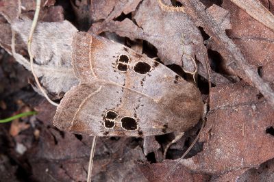 足印筱夜蛾 Hoplodrina persequora 雌蟲