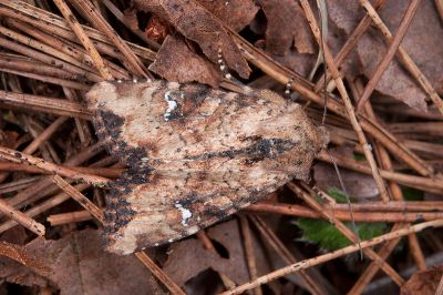 白暈耳秀夜蛾 Loscopia scotoptera insularis