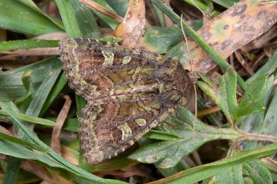闊翅黃綠緯夜蛾 Atrachea ochrotica 雄蟲