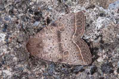 斑筱夜蛾 Hoplodrina implacata 雌蟲