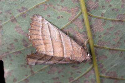 茶褐殿夜蛾 Pygopteryx fulva 雌蟲