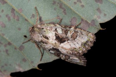 闊翅黃綠緯夜蛾 Atrachea ochrotica 雌蟲
