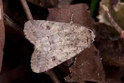 甜菜斜紋夜蛾 Spodoptera exigua 雄蟲