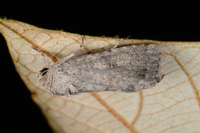 隱紋斜紋夜蛾 Spodoptera cilium 雄蟲